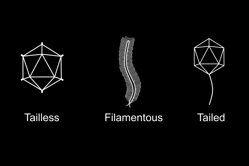 Schematic representation of tailless, filamentous and tailed prophages in white on black background.