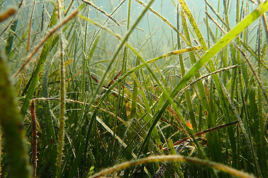 Picture of a seagrass meadow