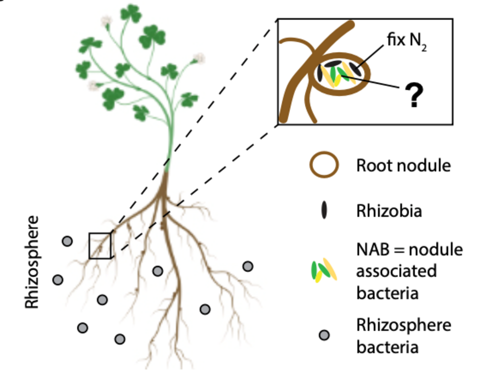 Drawing of the rhizosphere