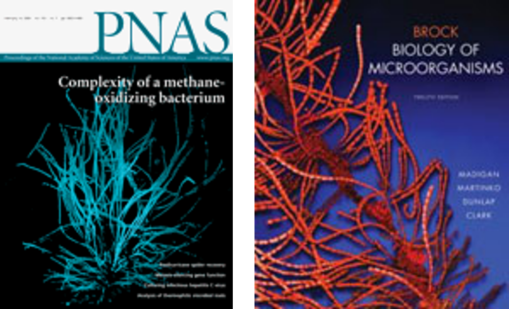 Covers which used daime to render their illustrations